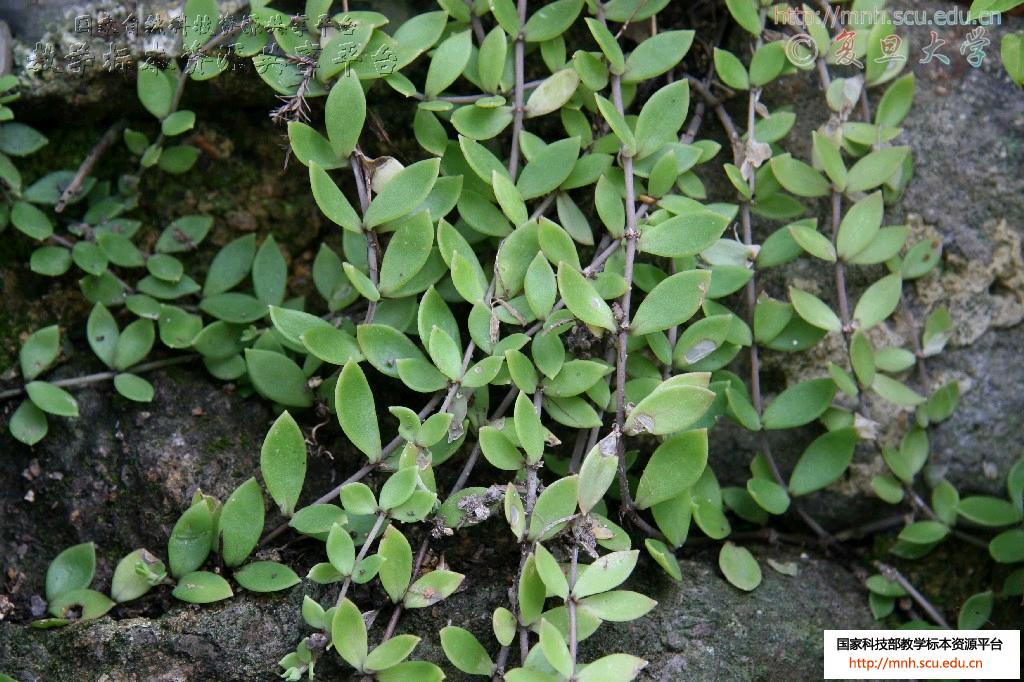  p>心皮是变态的叶, a target="_blank" href="/item/雌蕊/2375563"