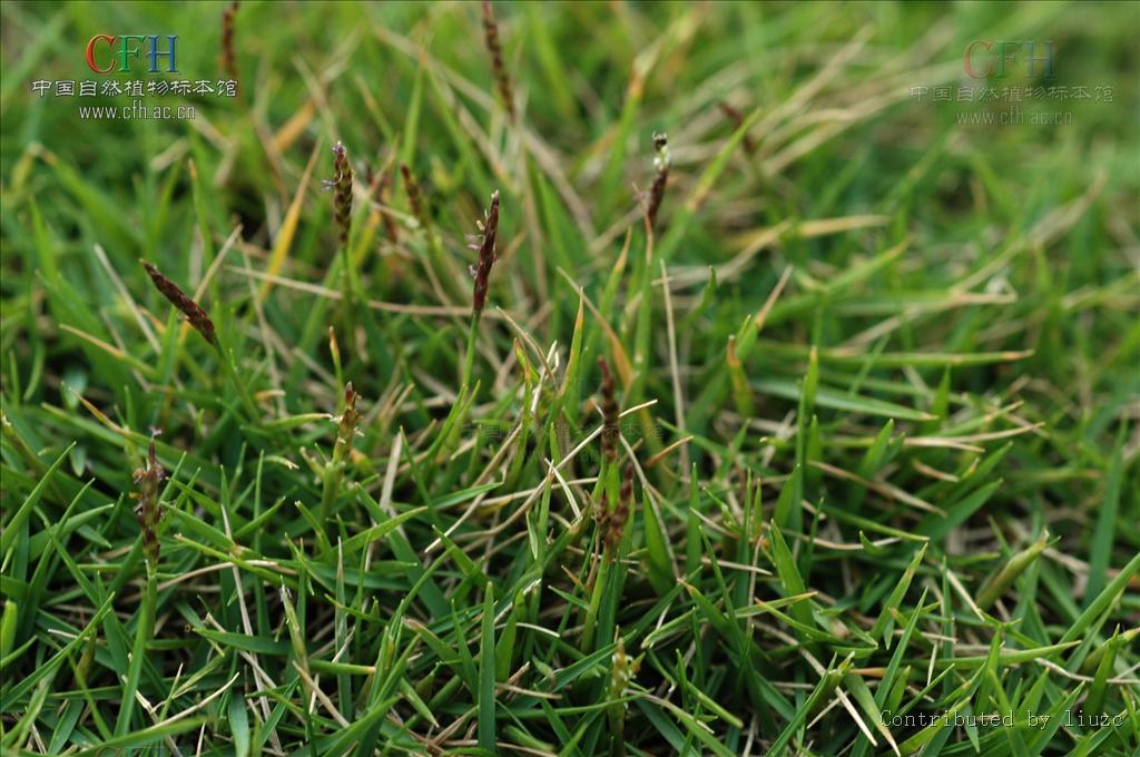  p>结缕草(学名: i>zoysia japonica /i>  steud),为禾本科,结缕草属