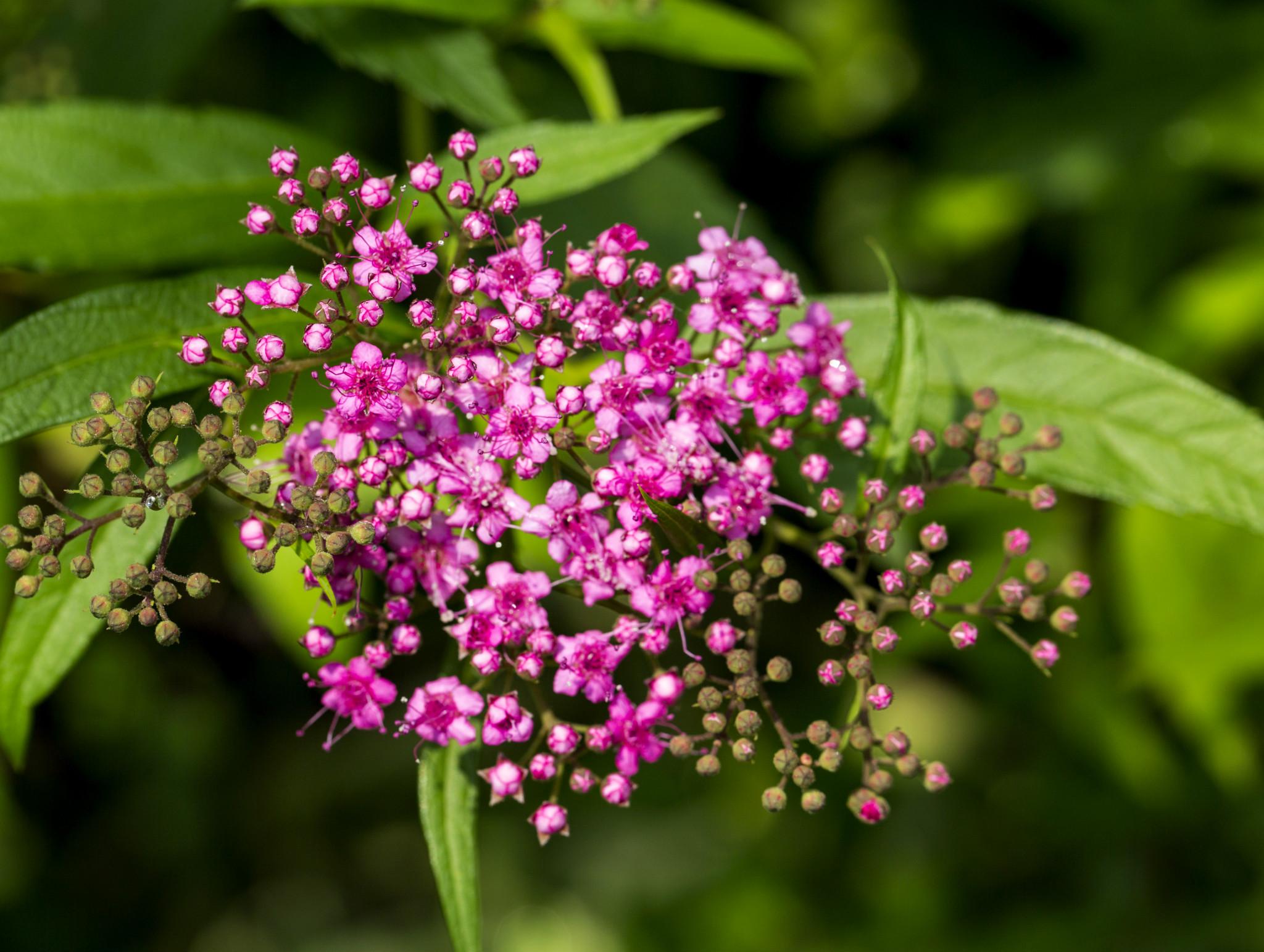 spiraea japonica