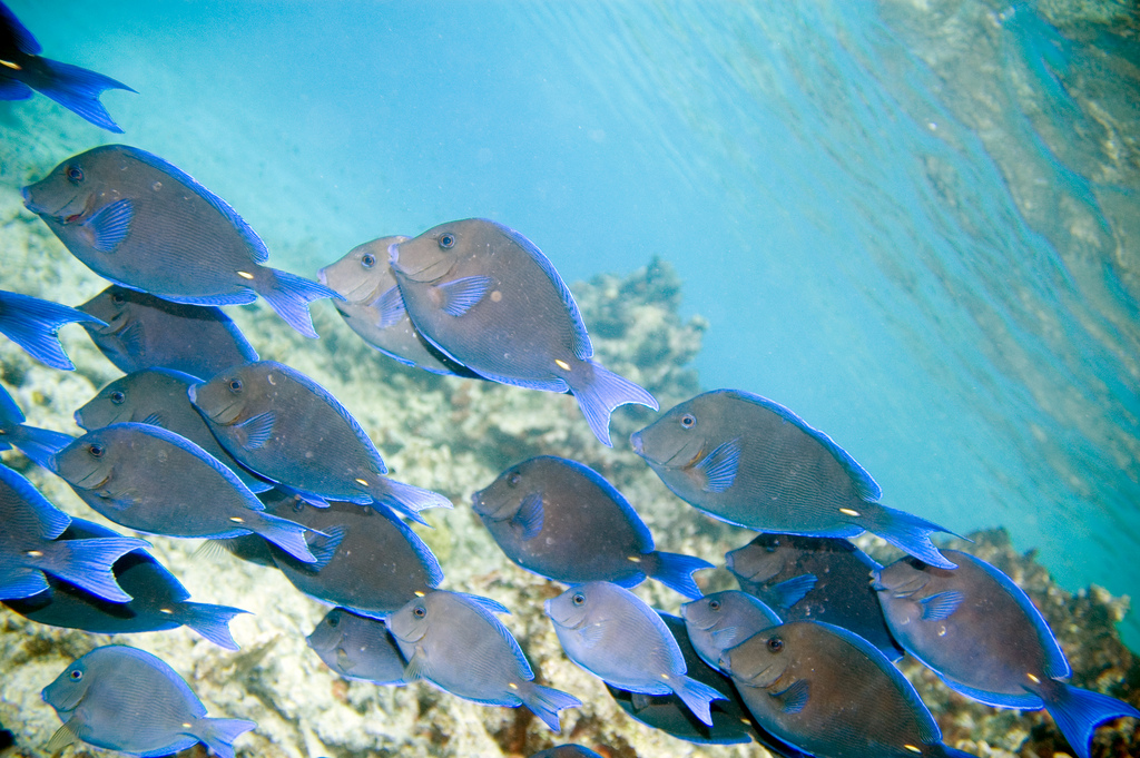  p>蓝刺尾鱼(学名:acanthurus coeruleus).此鱼体呈卵圆形.