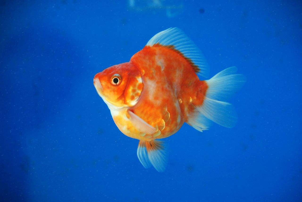  p>镏金金鱼的主要特征是体型短而圆,眼球正常,头尖,各鳍发达,四开