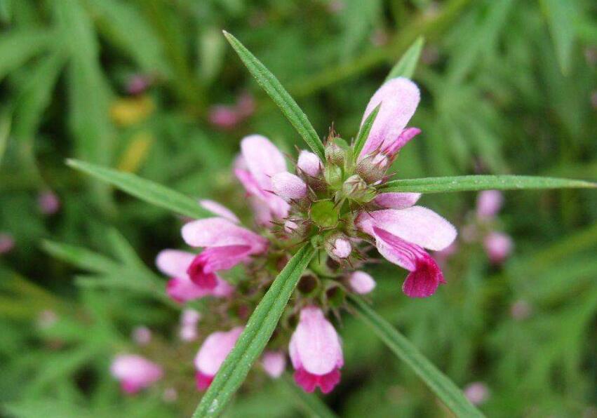  p>大花益母草是属于唇形科的多年生草本.