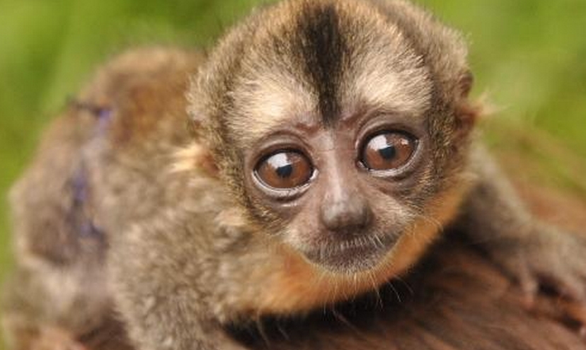  p>夜猴(学名: i>aotus trivirgatus /i>):体长240-370毫米,尾长316