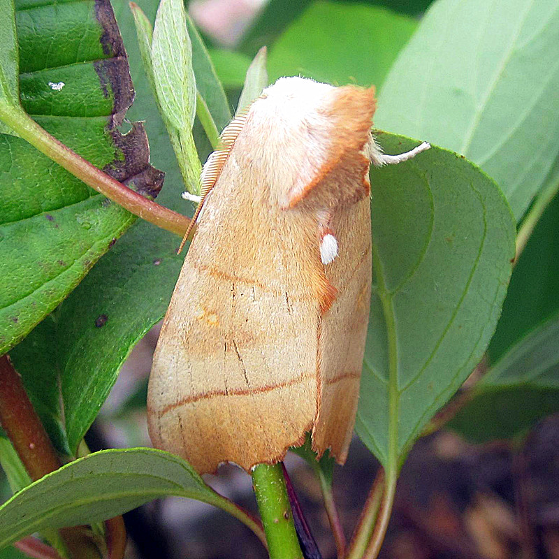  p>黄掌舟蛾, i>phalera assimilis  /i>(bremer et grey),属昆虫纲