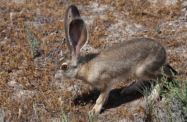  p>薮兔,拉丁学名 i>lepus saxatilis, /i>是一