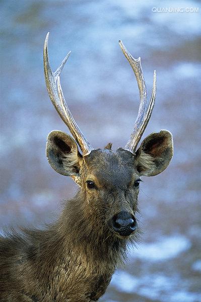  p>水鹿(学名: i>rusa unicolor /i>)体型粗壮接近 a target="_blank"