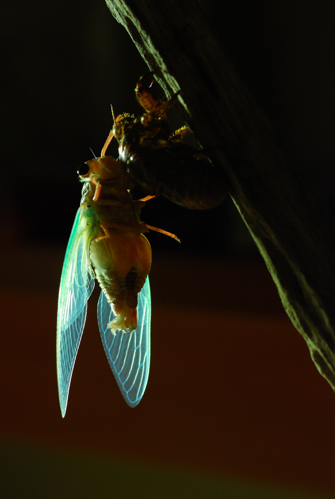 cryptotympana takasagona