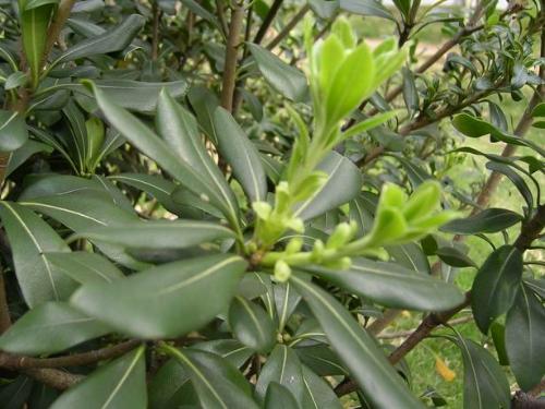 海桐皮图片(海桐皮图片大全大图)