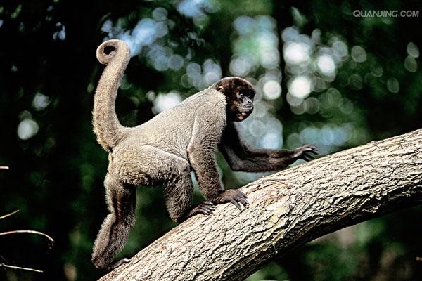humboldts woolly monkey