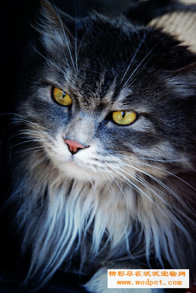  p data-id="gnx6rpsxcx">西伯利亚猫,俄语: b>"Сибирская" 