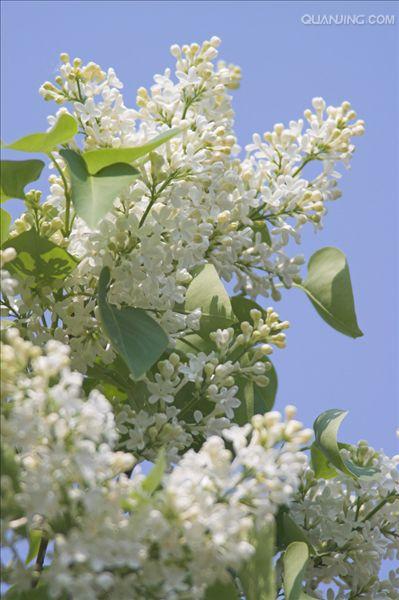  i>alba /i> rehder):为 a target="_blank" href="/item/紫丁香