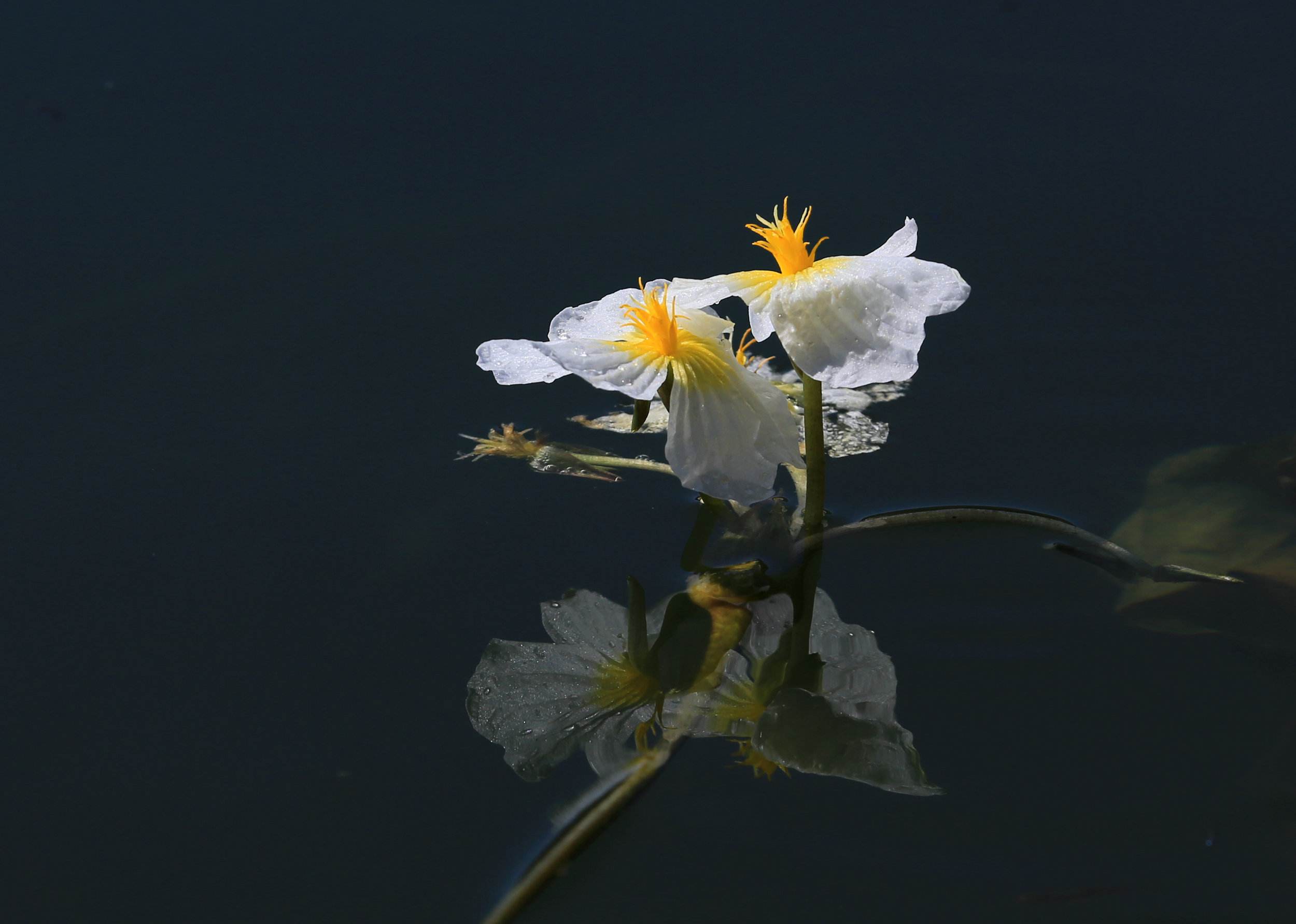  p>靖西海菜花为沉水草本植物.根茎短,长约2厘米,径约5毫米.