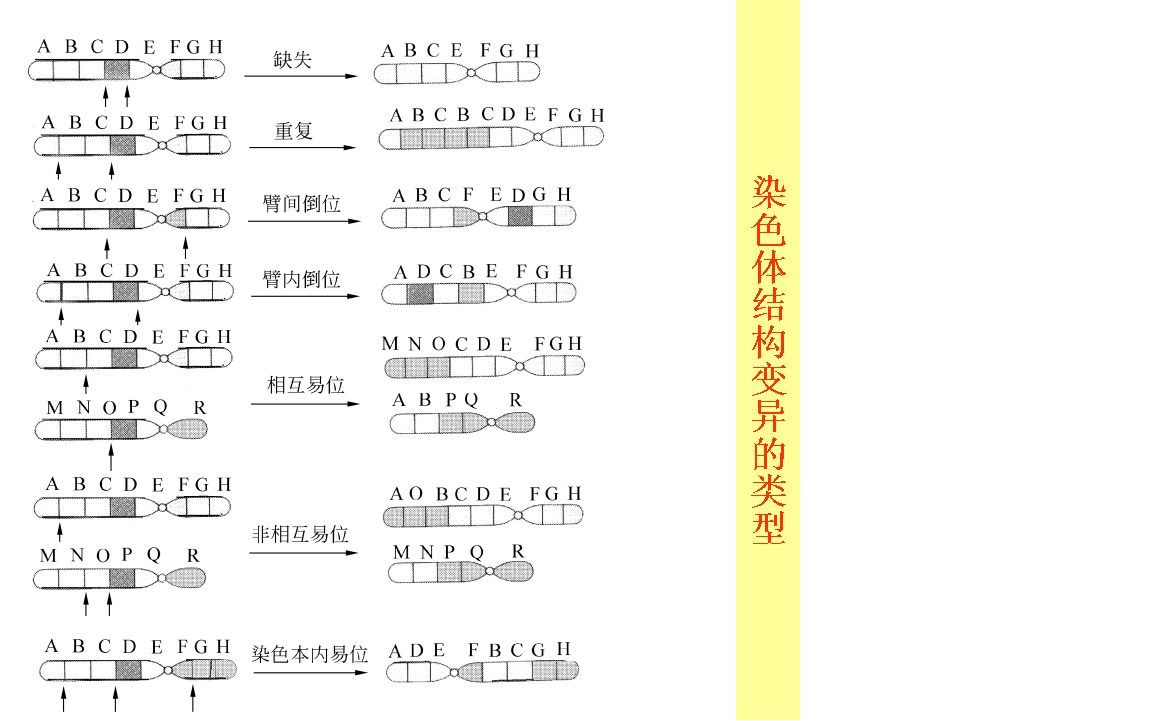 噬菌体必须在活菌内寄生,有严格的宿主特异性,其取决于噬菌体吸附器官