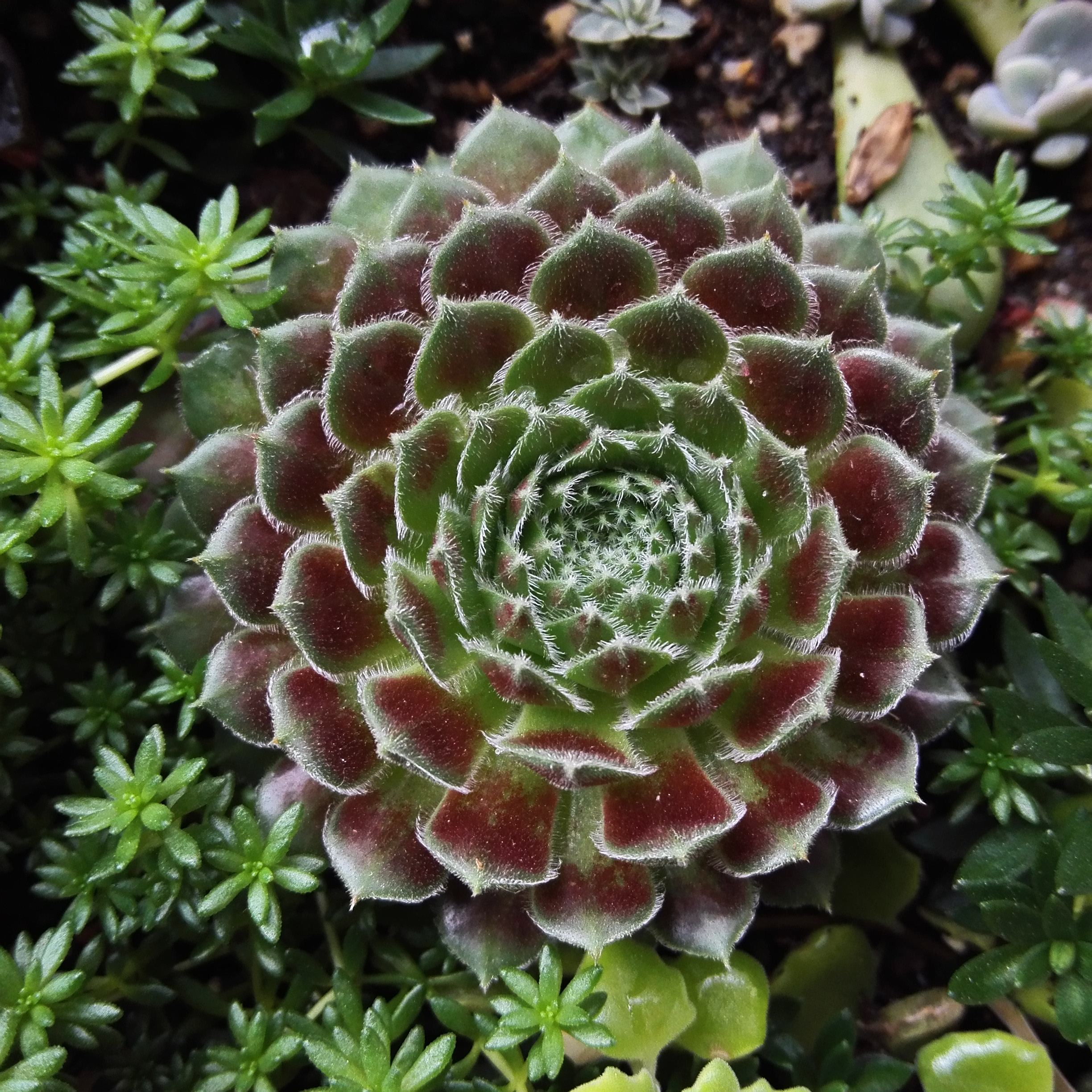  p data-id="tbsf6flo77tl">紫牡丹是景天科长生草属草本植物.