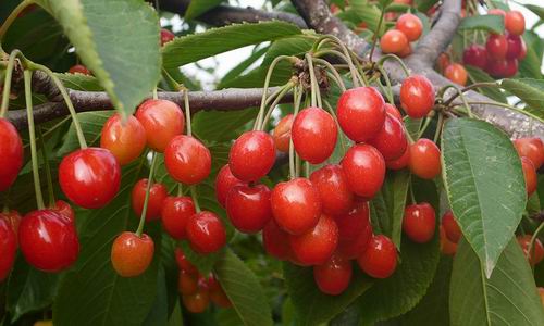 诸暨短柄樱桃