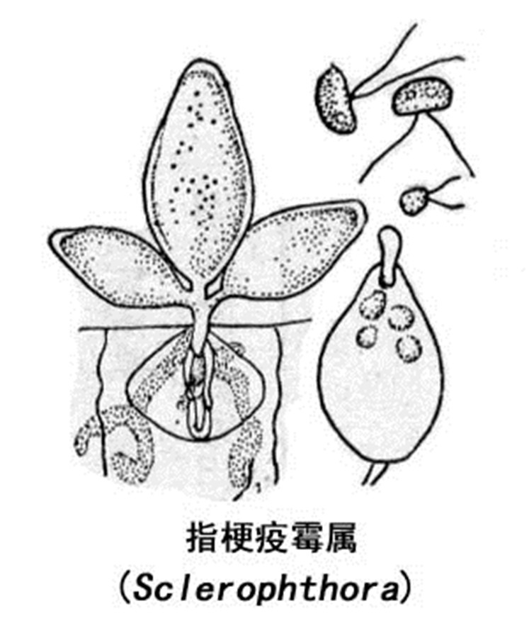 霜霉科