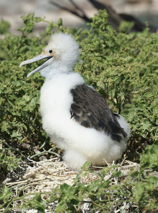  p>小军舰鸟(学名: i>fregata minor /i>):为 a target="_blank" href