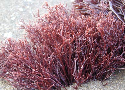  p>ahnfeltia fastigiata,红藻门属,因为菌株分支外形如扫帚状故名.