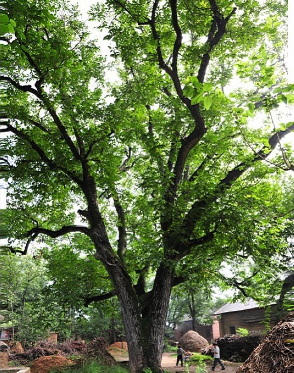  p>"核桃王",树名.树龄超过700年.树高31米,胸围4.84米,覆盖面积692.