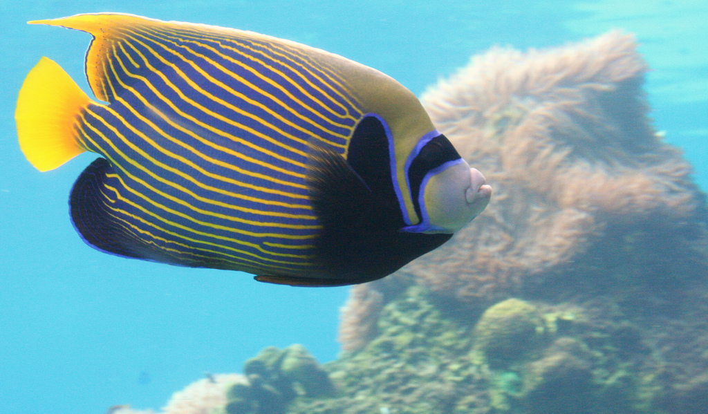  p>主刺盖鱼(学名: i>pomacanthus imperator /i>)体长30~38厘米,体略