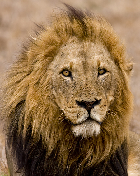 图5 老四秃尾巴坏男孩联盟成员老四:老四的特点在于