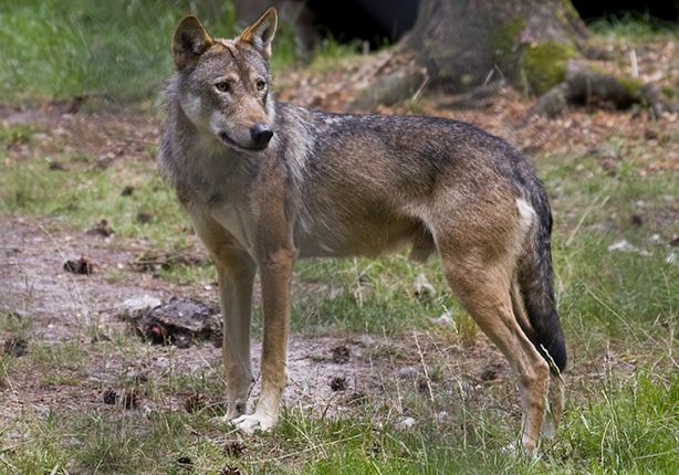 canis lupus lupus linnaeus