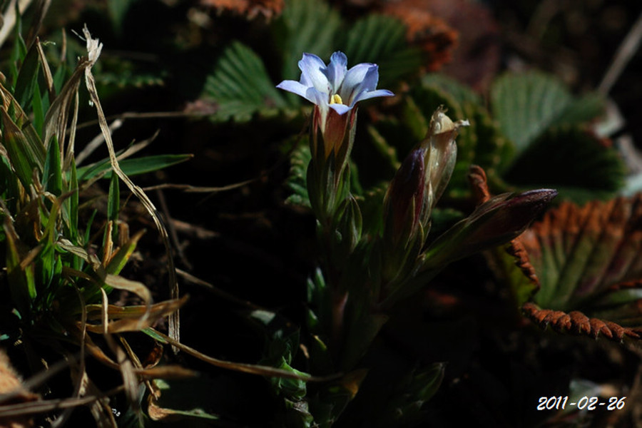  /i>)是龙胆科龙胆属的植物.