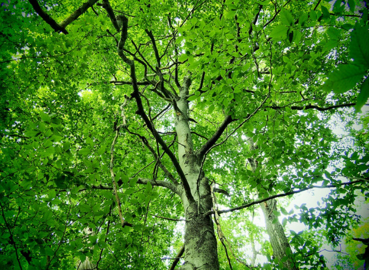 为山毛榉目 a target="_blank" href="/item/壳斗科/7640479" data