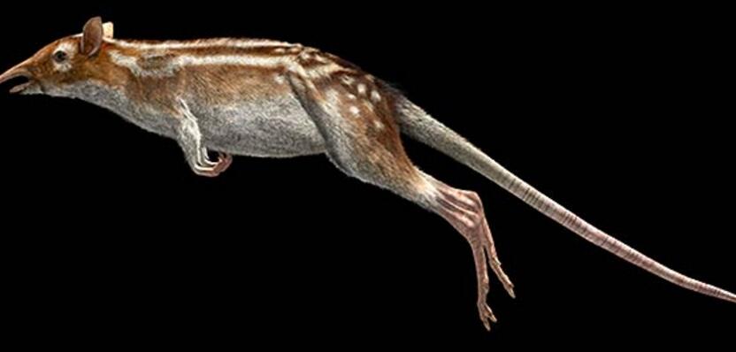 p>长鼻跳鼠( i>leptictidium /i>)是一属细小的史前 a>动物 /a>,又名