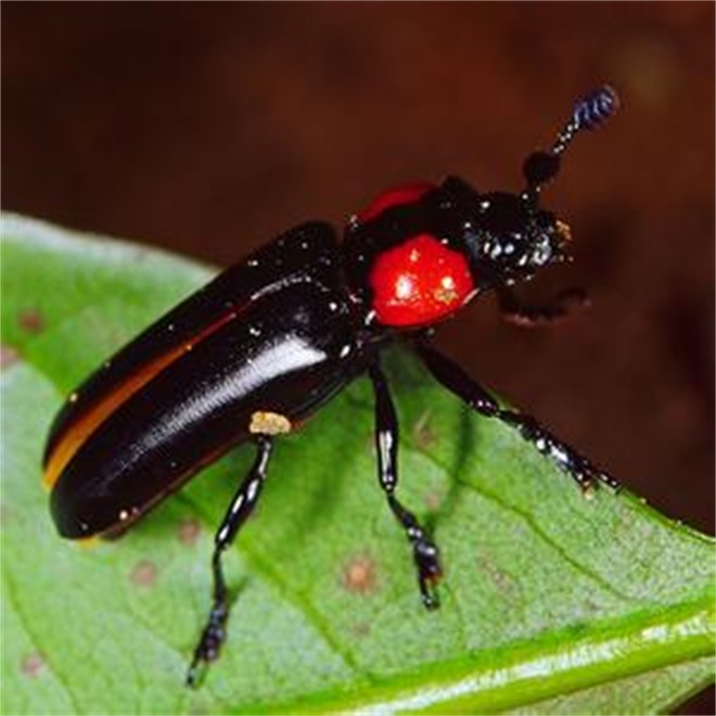 dascillidae guérin-méneville