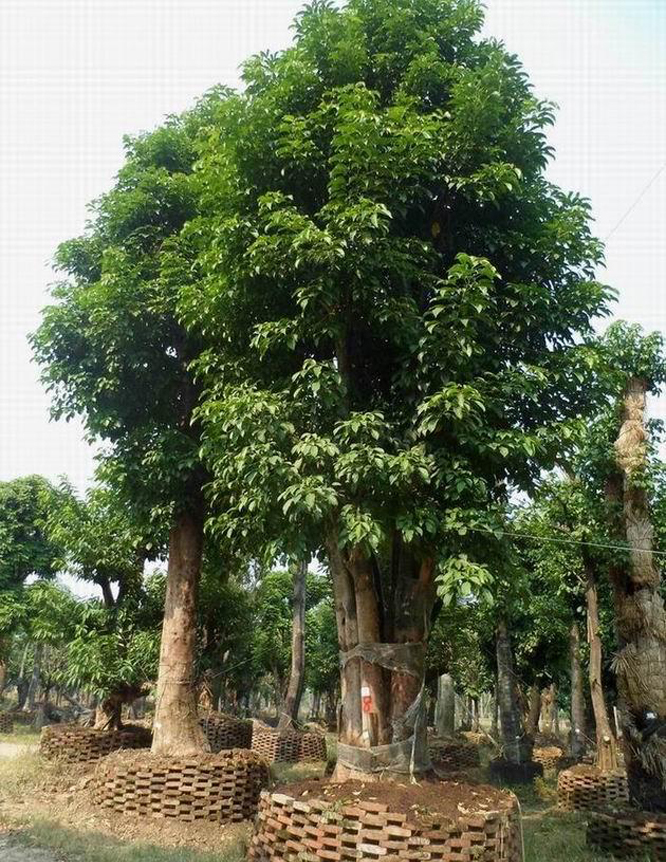  p>秋枫(学名: i>bischofia javanica /i> bl.