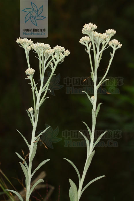 黄腺香青绒毛变种