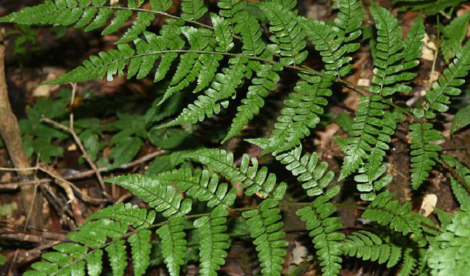 黑足鳞毛蕨