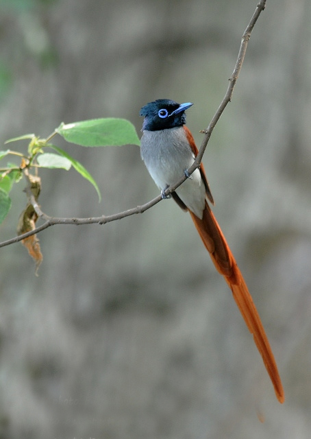  p>中国寿带鸟(学名: i>terpsiphone incei /i>):体态美丽, a target=