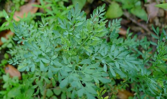  p>大臭草是属于 a href="#" data-lemmaid="15788649">禾本科臭草 /a