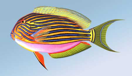 cypselurus  katoptron