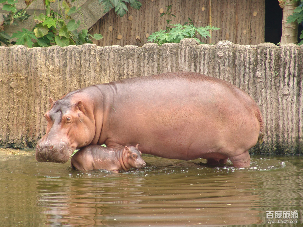  p>野生动物园中的 a href="#" data-lemmaid="22249">野生动物 /a>