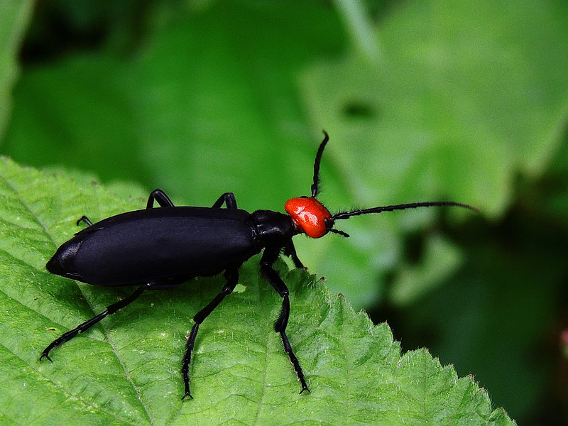 全世界约有斑螯2300多种,我国则有29种.