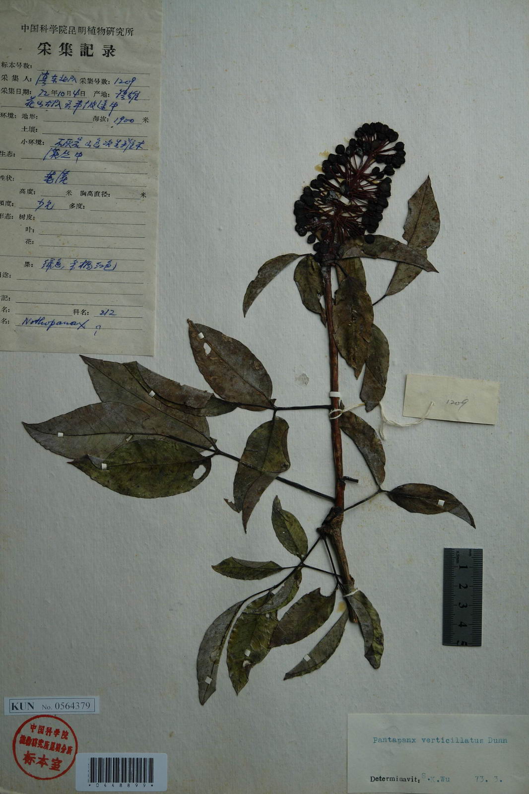  p> b>轮伞五叶参 /b>(学名: i>pentapanax verticillatus /i>)是 a