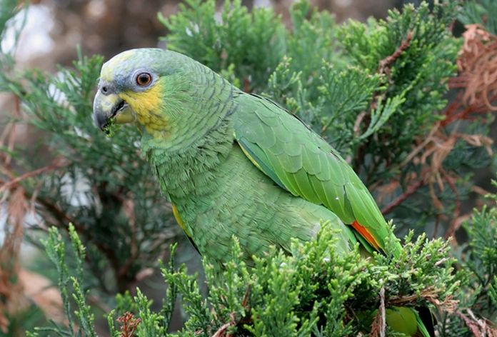  p>橙翅亚马逊鹦鹉(学名:amazona amazonica)是亚马逊盆地体型最小的 