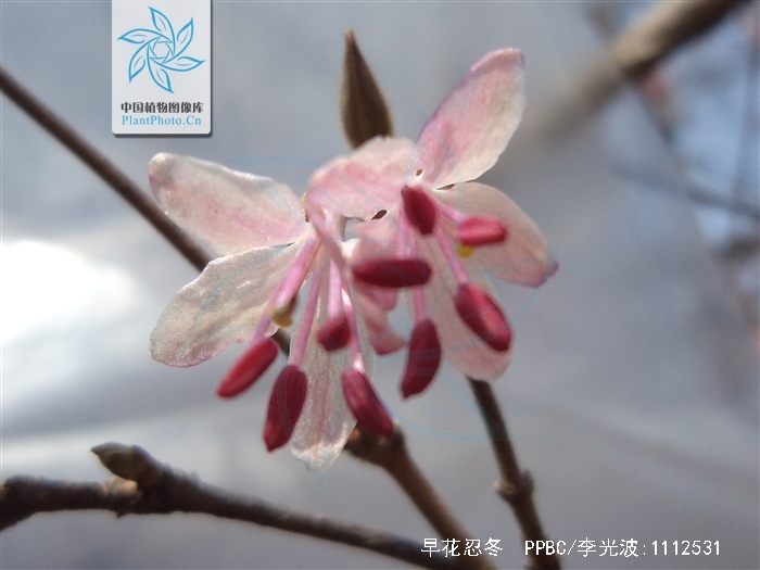  p>早花忍冬(学名: i>lonicera praeflorens  /i>batal.