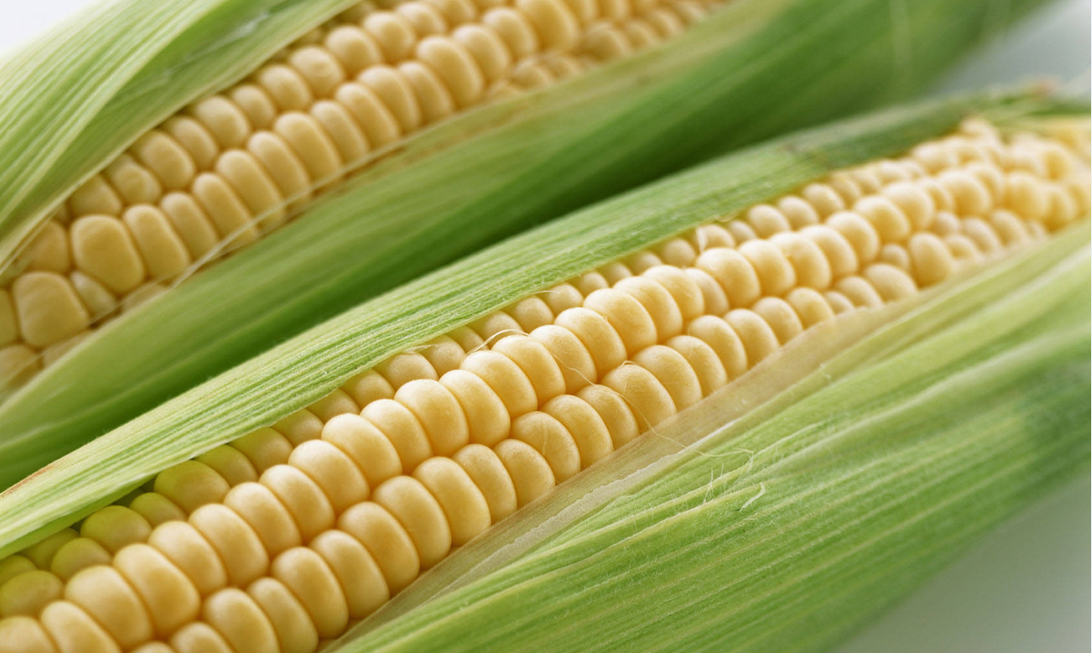 是禾本科,玉蜀黍属一年生草本植物,俗称玉米.