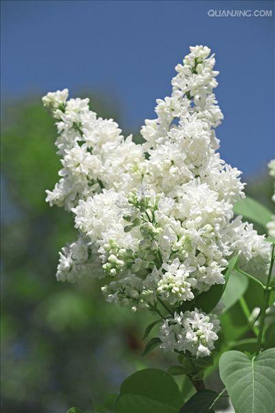  i>alba /i> rehder):为 a target="_blank" href="/item/紫丁香