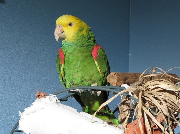 oratrix /i>),又名 b>黄头亚马逊鹦鹉 /b>或 b>黄冠亚马逊鹦哥 /b>,属