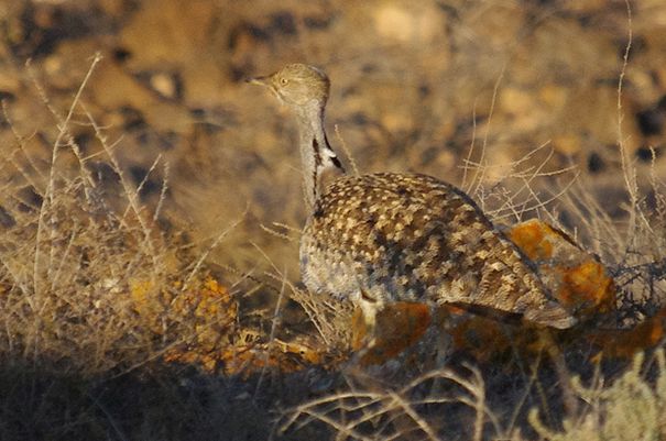  p>翎颌鸨(学名:chlamydotis undulata)体型较 a target="_blank"