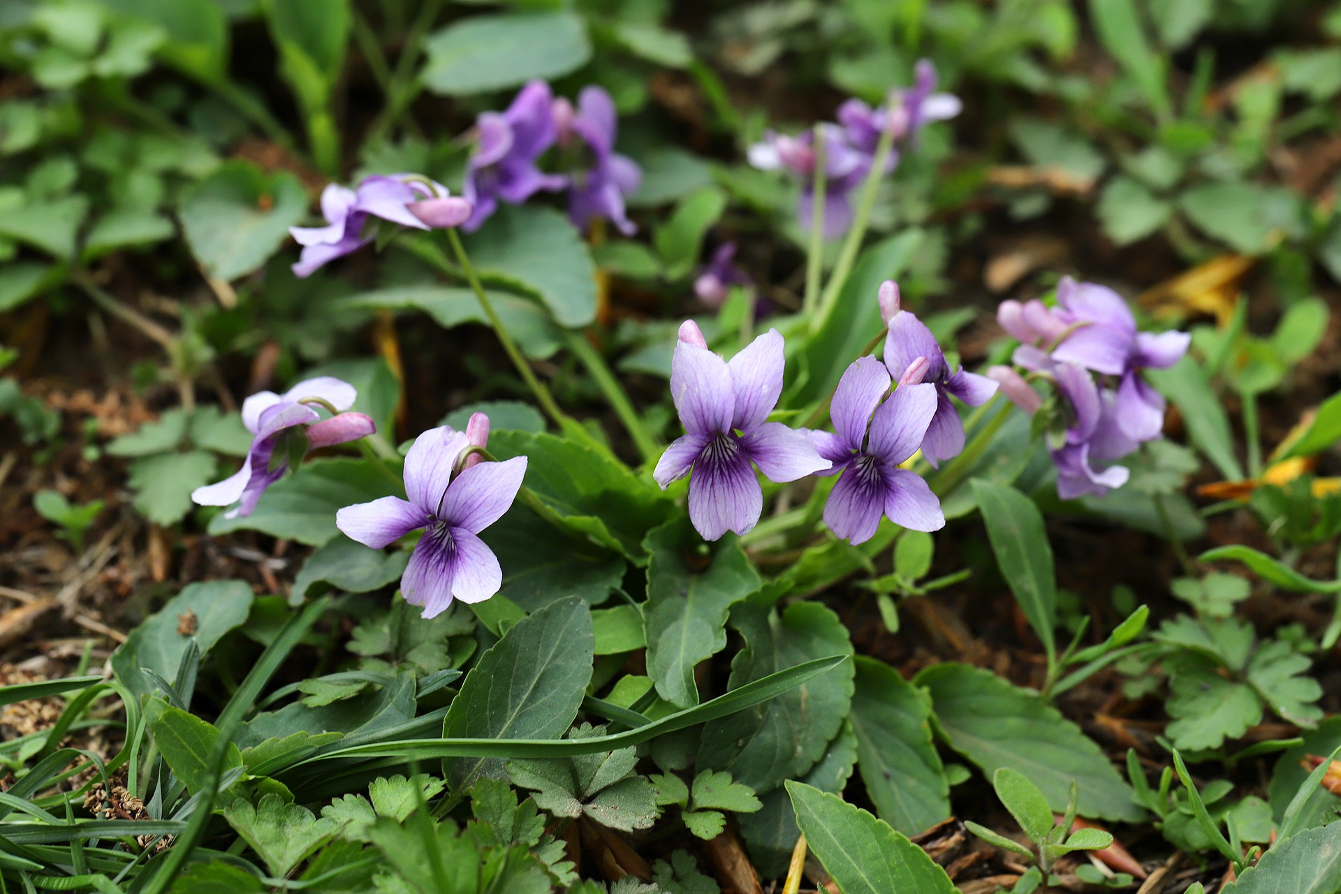  p>堇菜科是 a target="_blank" href="/item/被子植物门/229000"