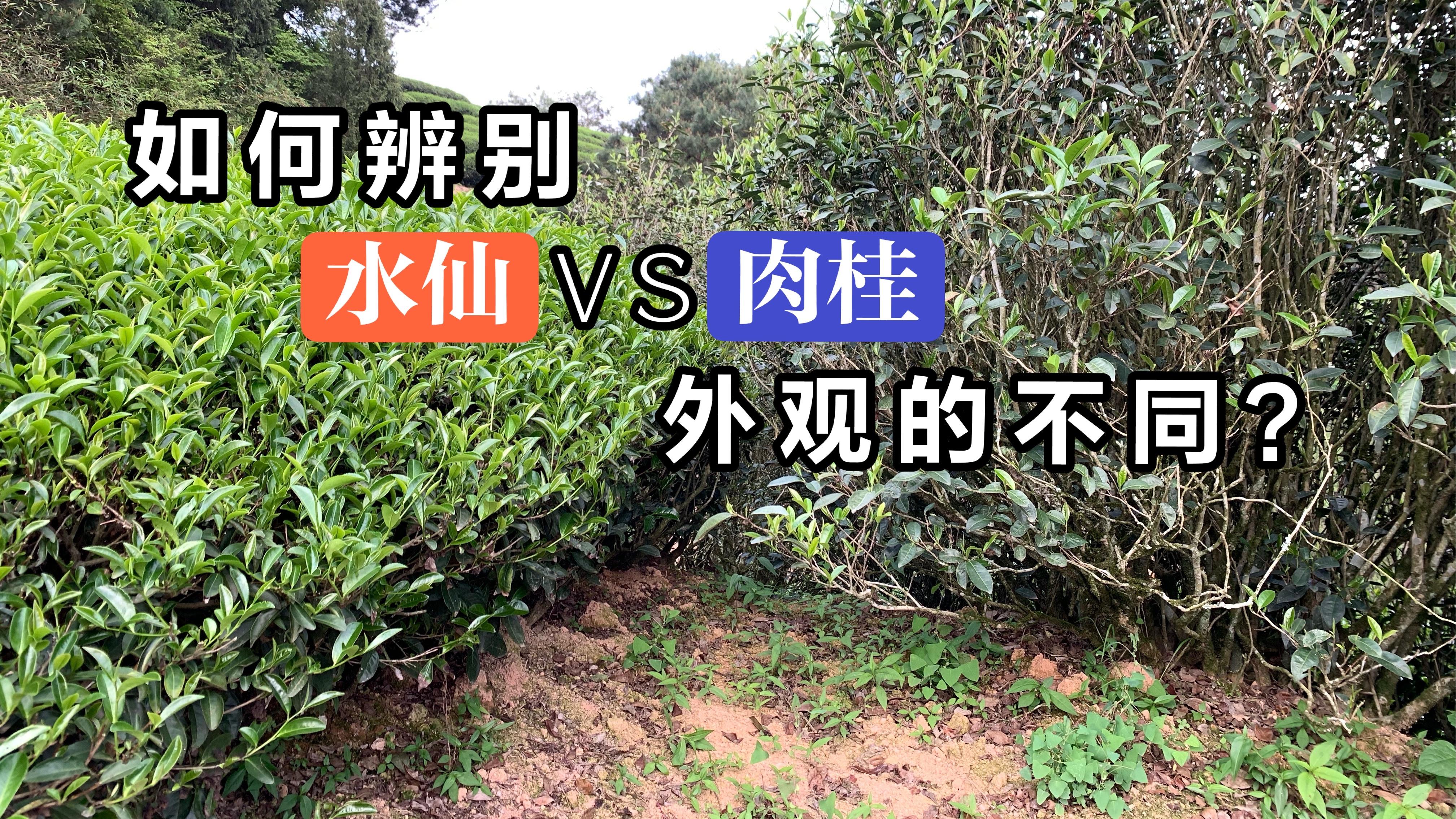 极少人看过的水仙、肉桂分辨技巧,听说看完的人,都悄悄藏起来了