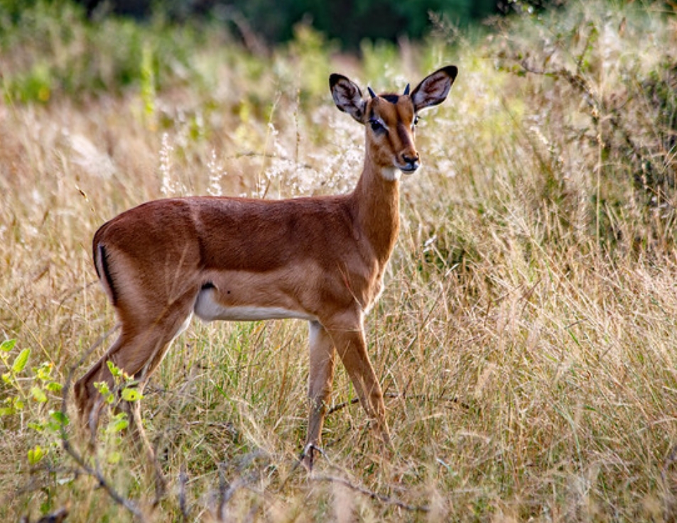 cephalophus dorsalis