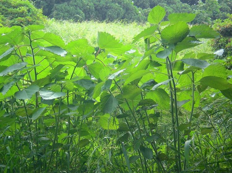 苎麻（荨麻科苎麻属植物）_百度百科