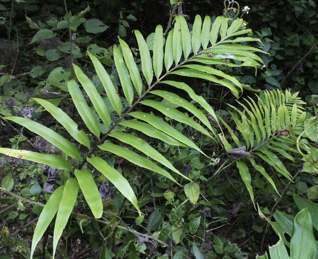 don) pic. serm)是石水龙骨科,瘤蕨属石上附生植物.